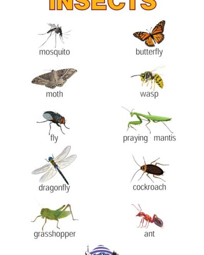Insect Chart 1