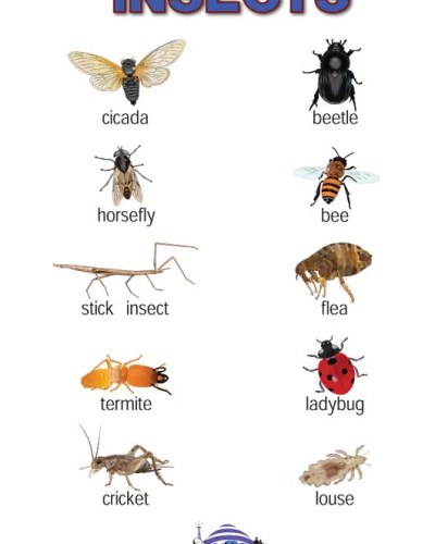 Insect Chart 2