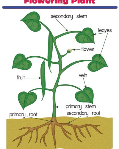 Parts of Flowering Plant