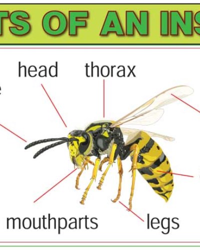 Parts of Insect